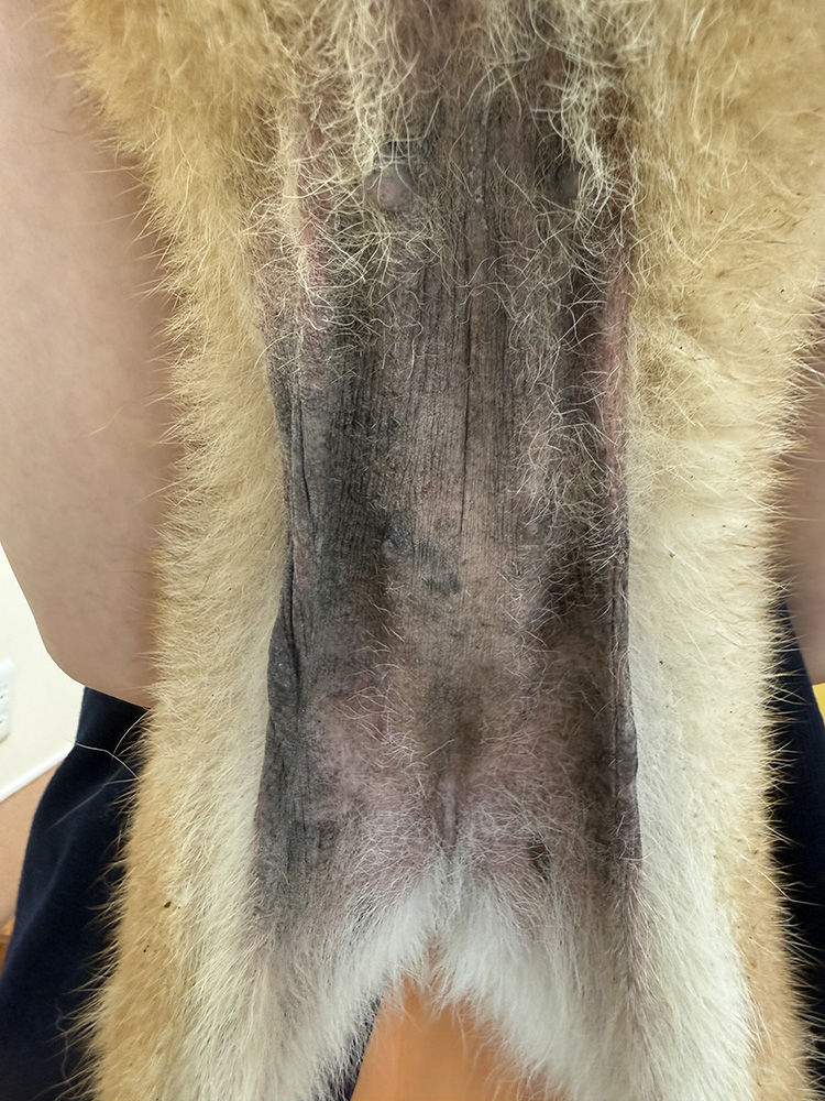 猫の皮膚糸状菌症