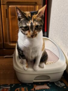 トイレが嫌な可能性が・・・