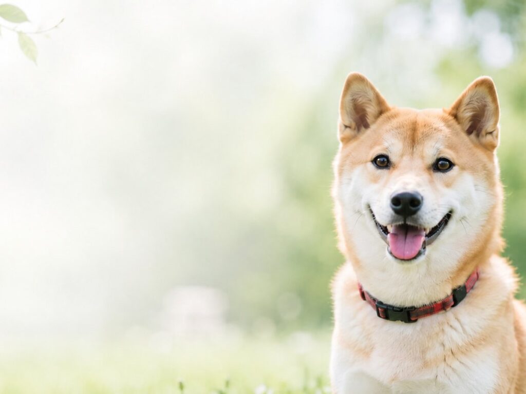 【獣医師監修】犬・猫のフィラリア症とは？症状・予防・検査の大切さまで徹底解説
