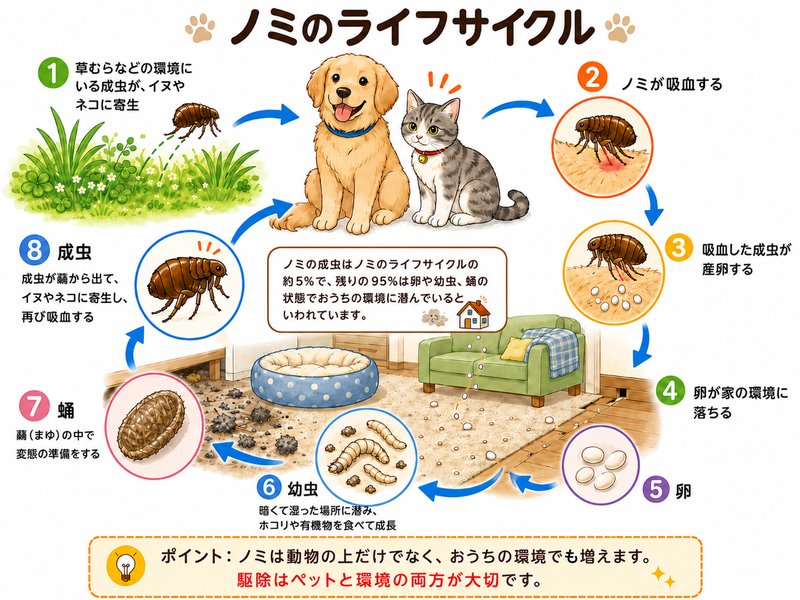 ノミのライフサイクル