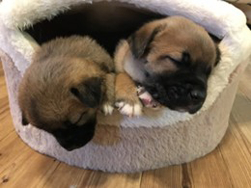 子犬・子猫の健診(~12か月)