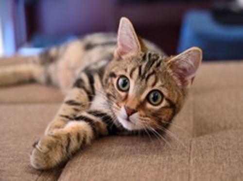 子犬・子猫の健診(~12か月)