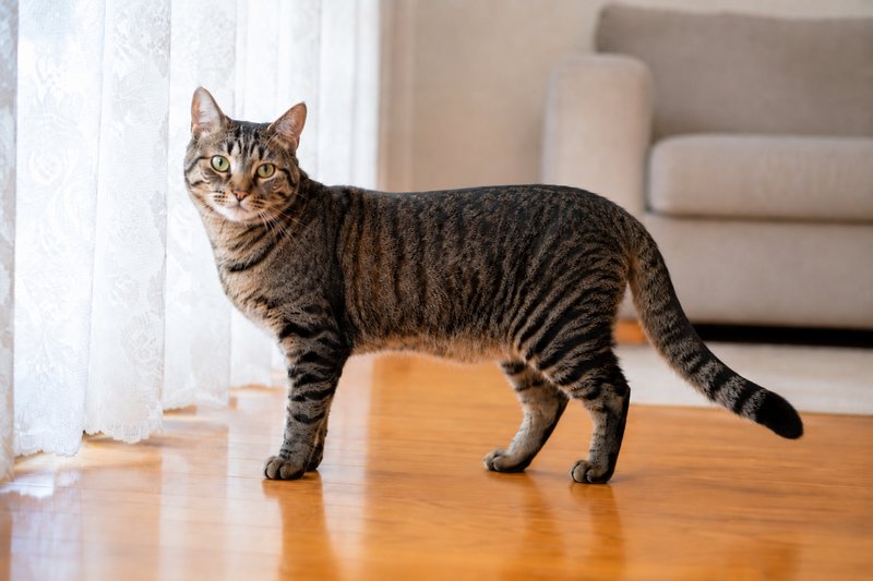 日頃の猫の様子を観察しましょう 窓辺で穏やかに過ごす健康そうなキジトラ猫