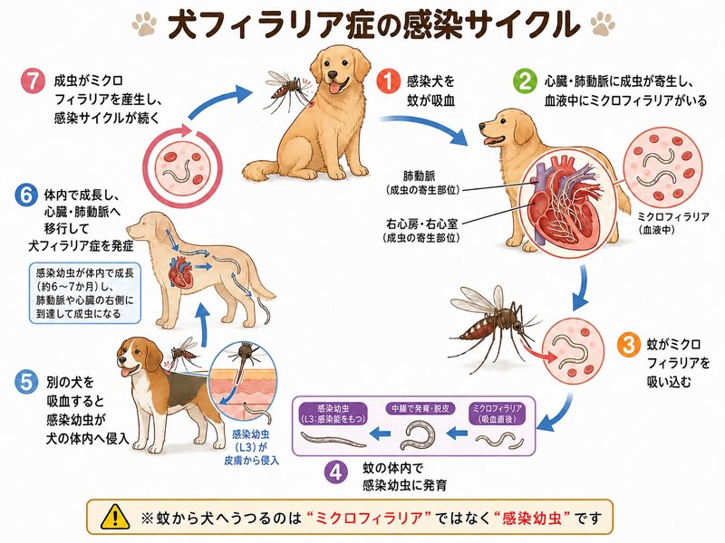 蚊が運ぶフィラリアの感染サイクル 犬フィラリア症の感染サイクル