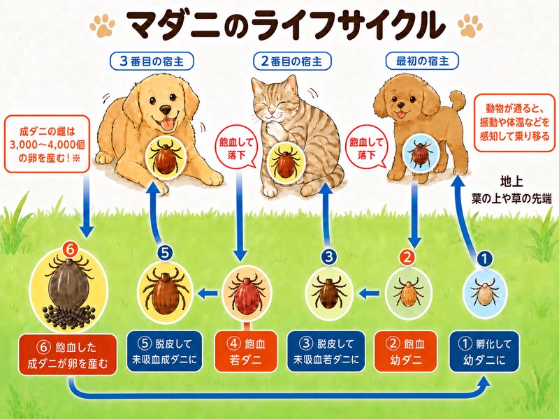 マダニのライフサイクル