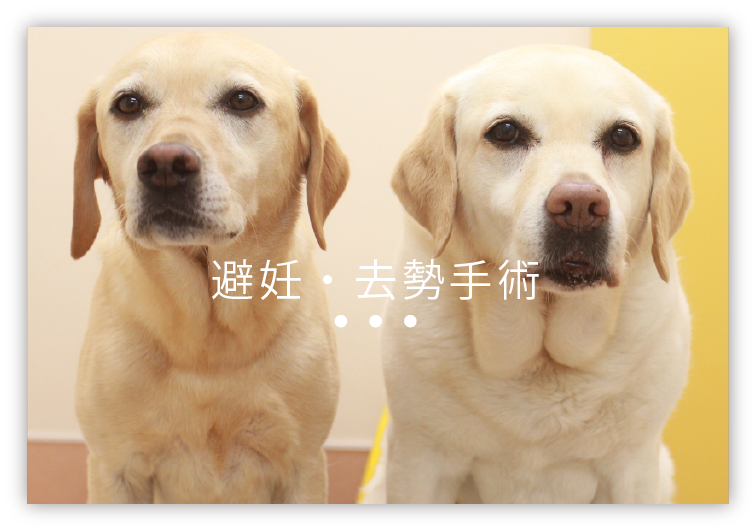 避妊・去勢